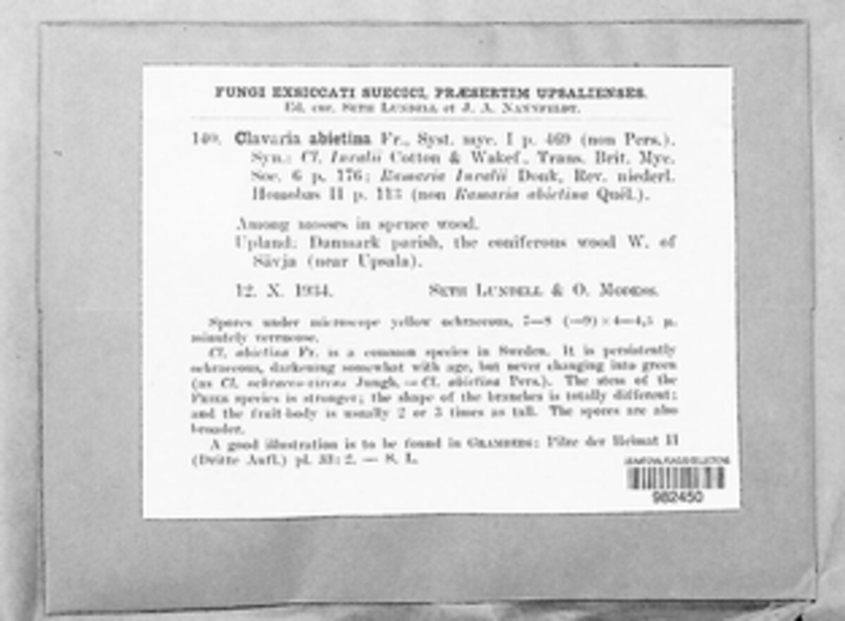 Phaeoclavulina abietina image